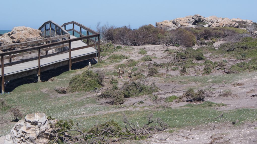 Album - La région de Cape Town