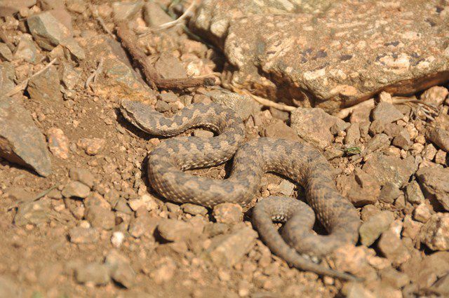 A vous de retrouver... la grenouille verte, le lézard de l'Atlas, le lézard ocellé, la rainette, le discoglosse peint, le seps du haut Atlas, la très rare vipère naine de l'Atlas, très venimeuse et capturée hier par Abdou!