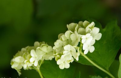 viburnum obier