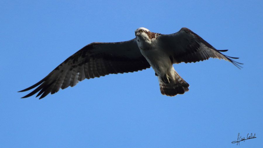 Balbuzard pécheur à Ondres et au marais d'Orx