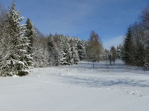 ciel bleu, forêt ou arbres sombres  et un joli champ de neige, formant ensemble l'image du drapeau bleu, noir et blanc de l'Estonie.