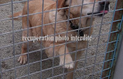 VITO mâle  labrador sable trouvé sur Machecoul 44270