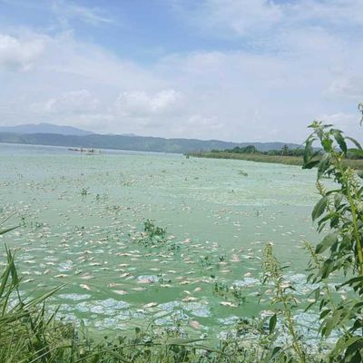 Autoridades investigan muerte de peces en el Lago de Valencia (+Videos)
