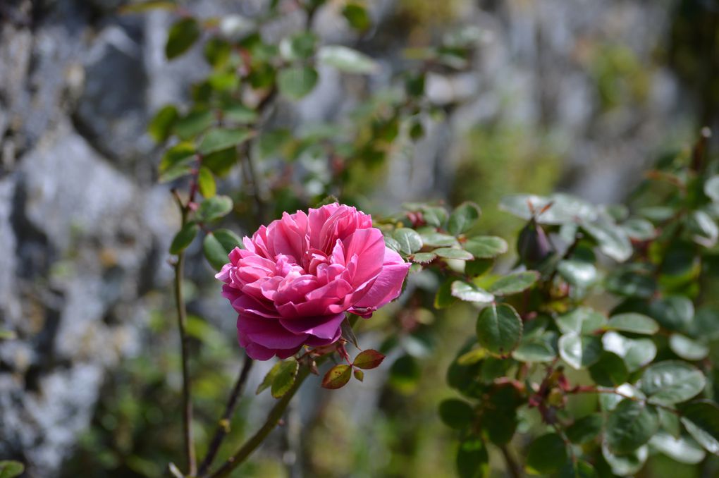 Douce Heure de Regnéville