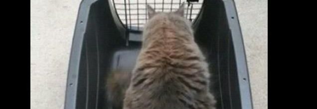 Le chat dans la cage