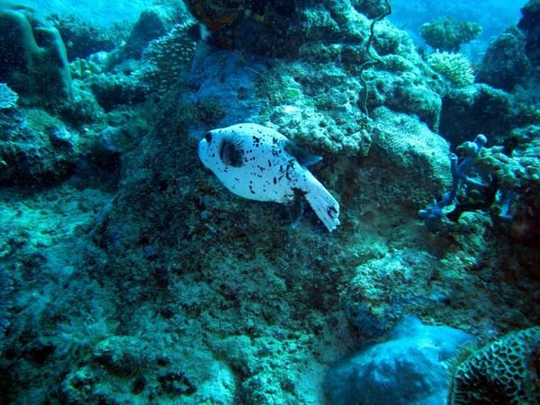 Les tétrodons sont également appelés poissons-globes, poissons-ballons  ou tétraodons