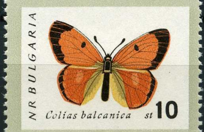 Corallin (colias balcanica)