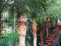 palmiers type phoenix roebelenii