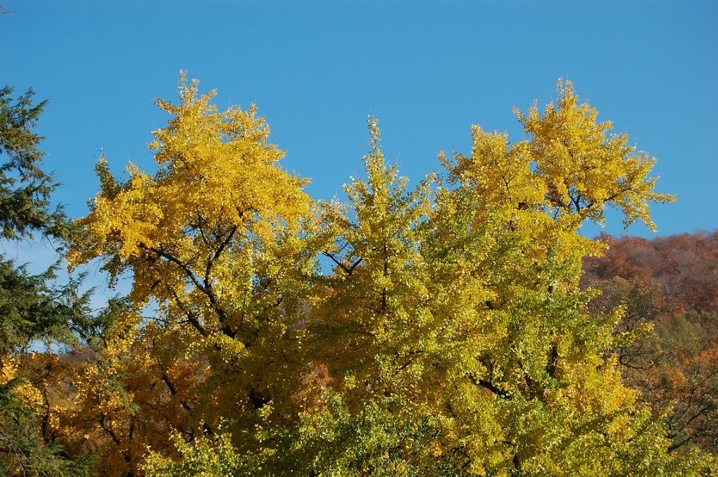 Album - Heidelberg_Herbst_2010