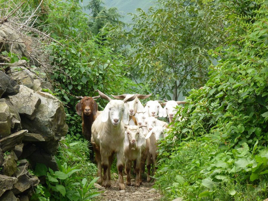 Excursion au nord de Mussorie