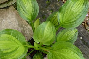 Rubrique" notre Jardin cette semaine ( sem.37)