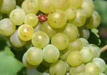 #White Blend Wine Producers Virginia Vineyards