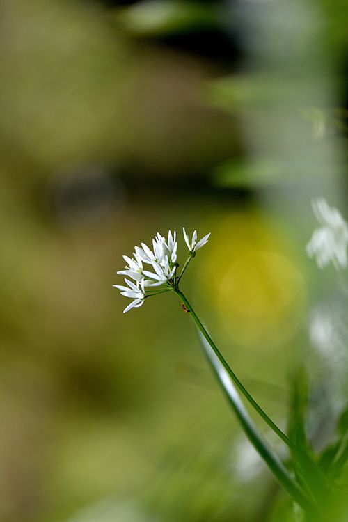 ail des ours