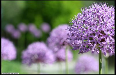 Ail ! L'allium giganteum