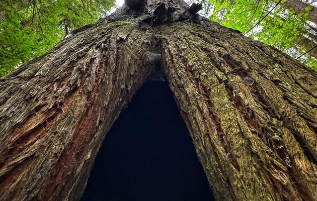 Des arbres magnifiques 