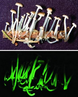 Des champignons luminescents!