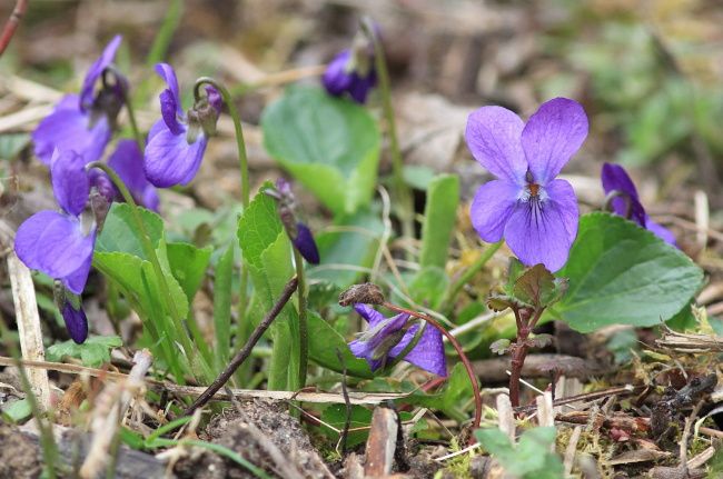 Les fleurs, les plantes de la forêt de Fontainebleau.