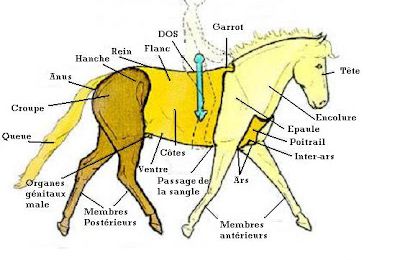 Les parties extérieures du cheval et du poney