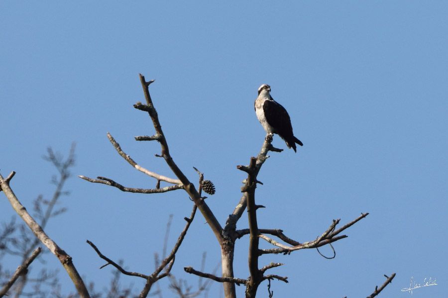 Balbuzard pécheur à Ondres et au marais d'Orx