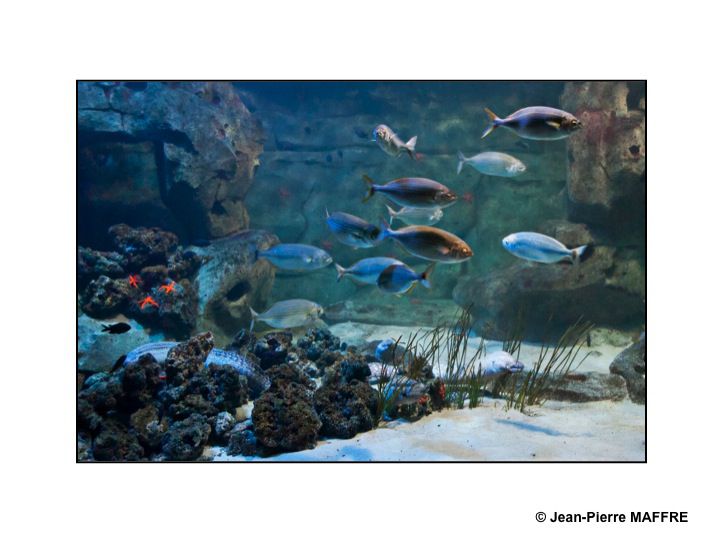 Pour transformer son écran d’ordinateur en aquarium il suffit de photographier les poissons des aquariums de la Porte dorée et du Trocadéro à Paris.