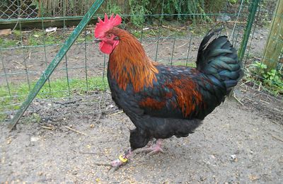 Marans noir à camail cuivré