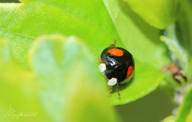Les coccinelles ...