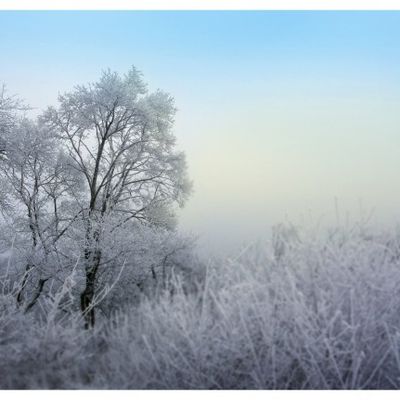 Nature - Hiver - Neige - Arbres - Paysage - Picture - Free