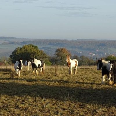 Alpes-de-Haute-Provence : un cheval tué accidentellement par un chasseur