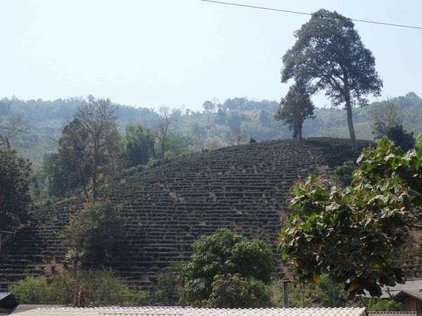 plantation de thé, de riz et d'ananas