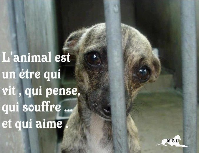 Album Citations Proverbes Maltraitance Animale
