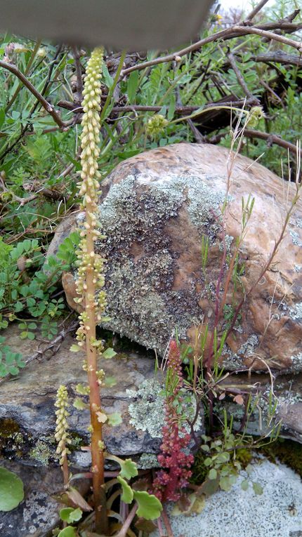 végétation des murs et rocailles