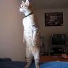 Vidéo du chat tenant debout : Rocky est français !