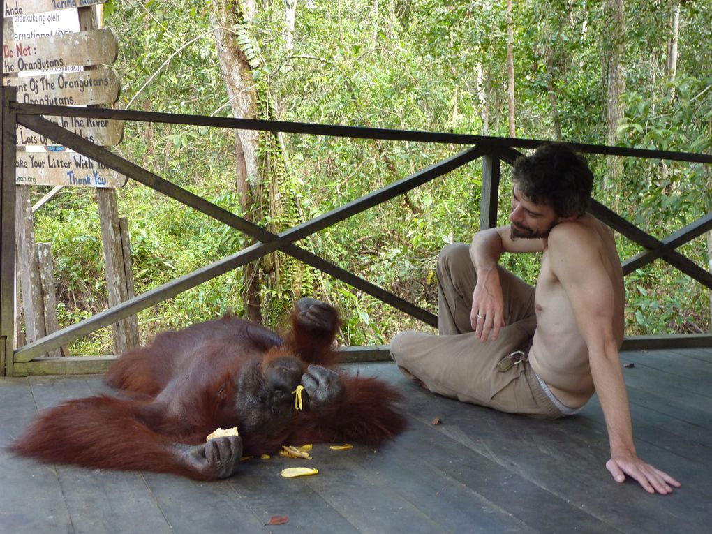 Kalimantan, le Borneo indonesien.
Rencontre avec les orang utan. 
'Orang' = homme. 'Orang utan' = vieil homme de la foret.