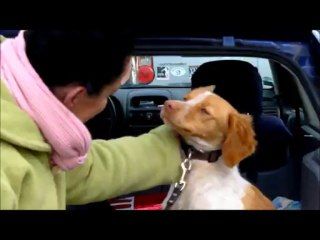 Lilie, jolie épagneule bretonne à l'adoption