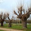 C'est l'hiver, les arbres sont en bois