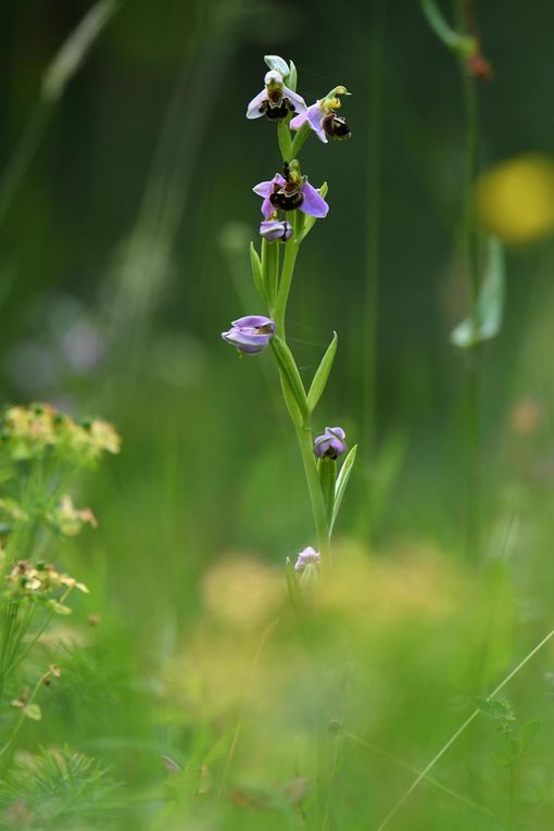 Ophrys abeille.