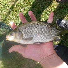 bredouille au brochet mais de beaux poissons au coup