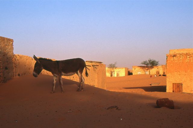 Album - Afrique-nord