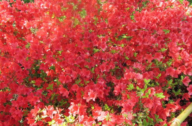 LA MAISON DE MONET A GIVERNY / TOURISME / PEINTURE...