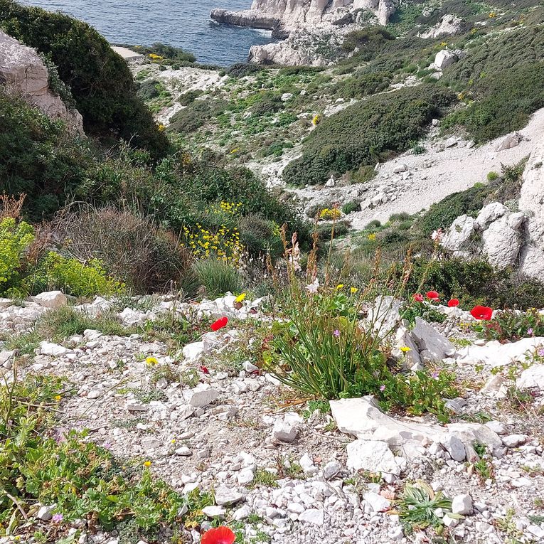 Portus mes aïgues (Pomègues)