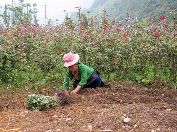 Album - HA-GIANG---DON-VAN