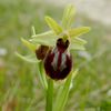 A Malras les premières orchidées fleurissent !!