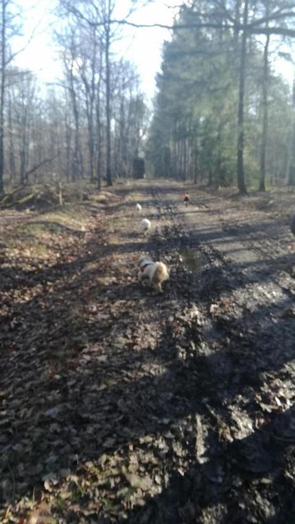 17ème Rando Canine le 14/01/2018 à Rilly sur Loire