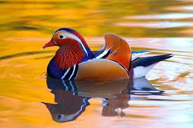 Ce très jolie canard est un canard mandarin , ces canard ce plaisent à la fois dans l'eau et sur terre . Ils font leurs nids dans les arbres (en haut) à l'abri des prédateurs . Le plumage des mâles est  vraiment splendide , ces petits oiseaux vivent 8 ans et plus .  