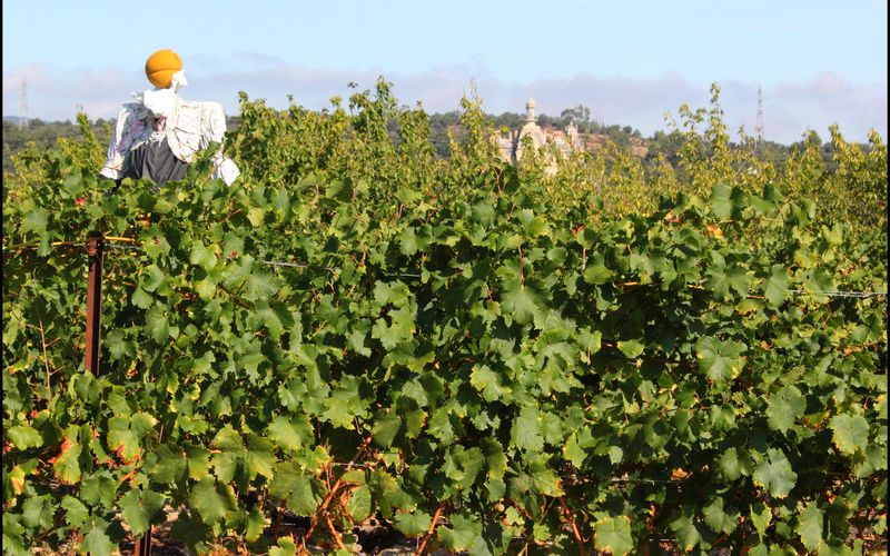 Pyrénées-Orientales (Vignes et raisin)