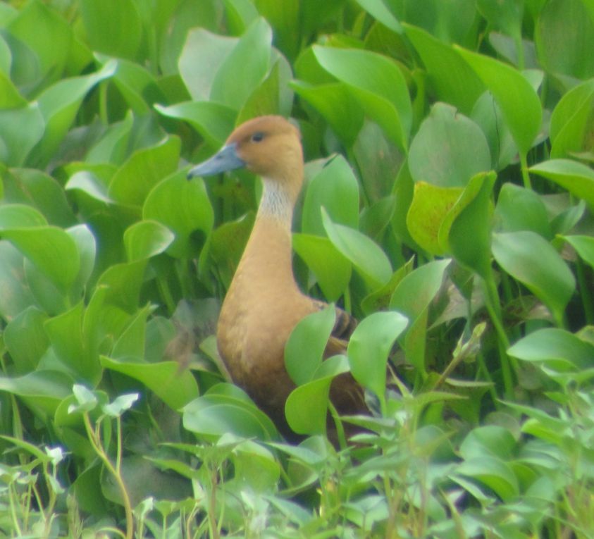 Album - Marais de Segua