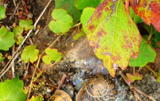 LES ESCARGOTS AMOUREUX DE PLATON