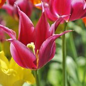 Tulipa humilis 2.JPG