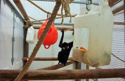 L’enrichissement de milieu en parc zoologique :  Une priorité chez les gibbons