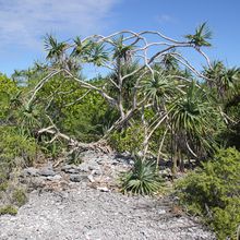 Nelle CALEDONIE